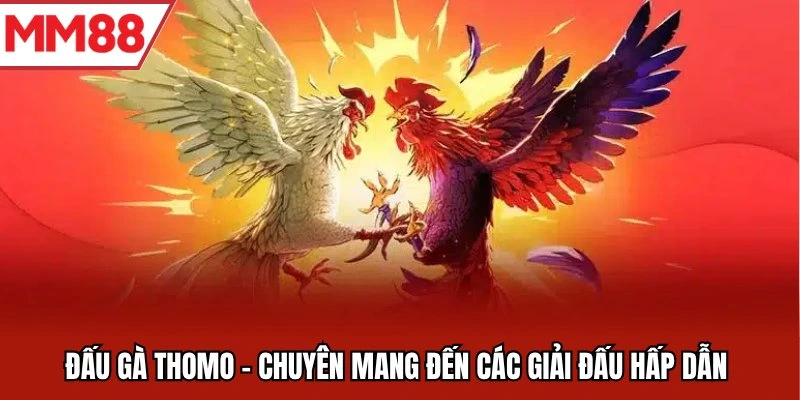 Đấu gà Thomo chuyển mang đến các giải đấu hấp dẫn